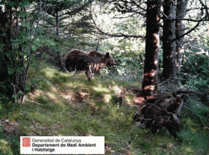 Ours Oursons Val Aran