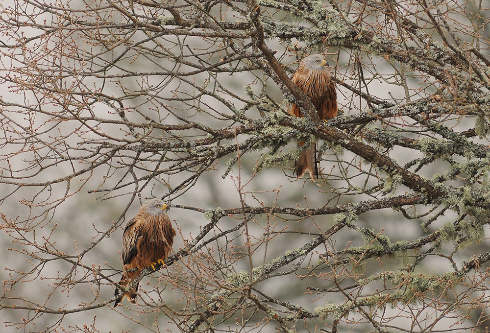 Plus de 4 000 milans royaux hibernent dans les Pyrénées (Crédit photos : Patrick Harlé).
