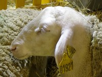 La Fièvre Catarrhale Ovine (FCO) touche aussi les Hautes-Pyrénées (Illustration).